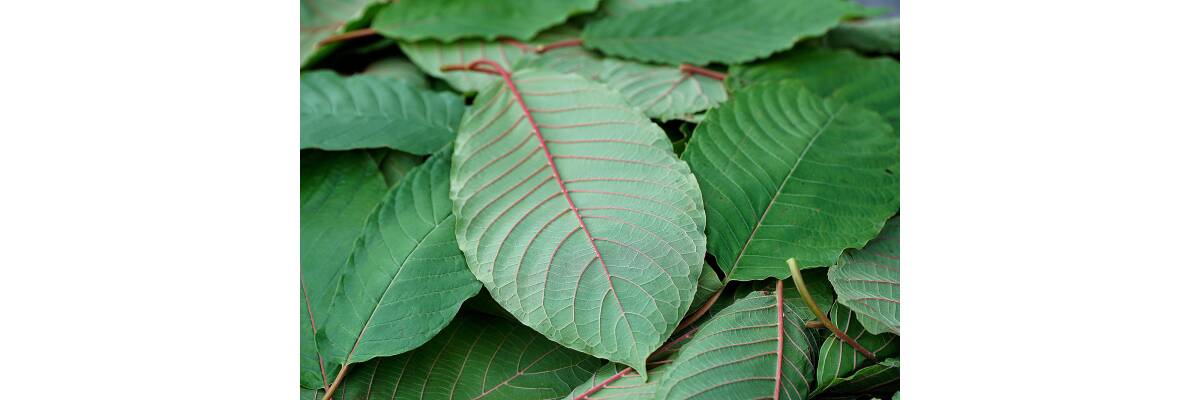 Unterschiede von Mitragyna Javanica &amp; Kratom  - Worin unterscheiden sich Mitragyna Javanica &amp; Kratom 