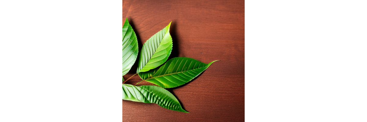 Kratom - Vom Anbau bis zur Ernte - So wirds in Indonesien gemacht - Kratom - Vom Anbau bis zur Ernte - So wirds in Indonesien gemacht