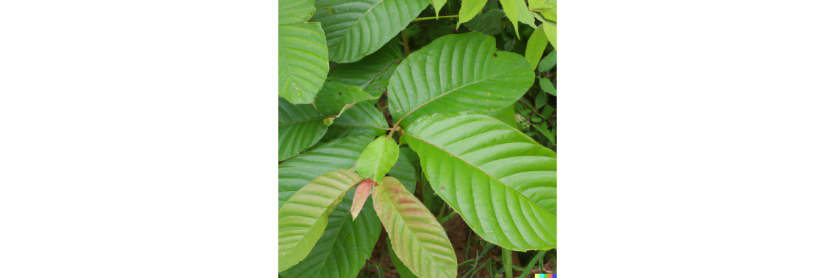 Mythologie, Folklore und Legenden rund um Kratom - Mythologie, Folklore und Legenden rund um Kratom