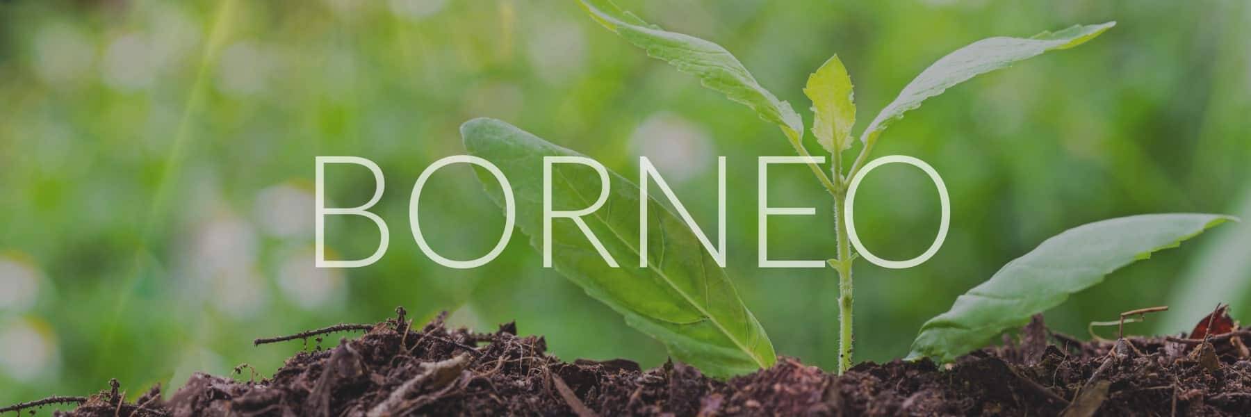 Borneo Kratom kaufen im Onlineshop