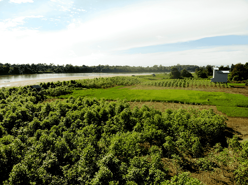 Kratom Farms in Indonesia