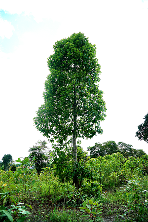 Kratom Tree Indonesia