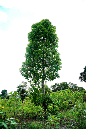 Kratomtree in Indonesia