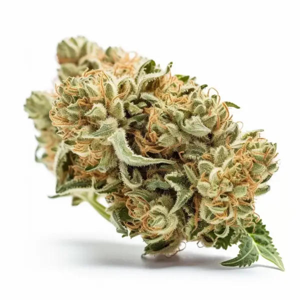 O.G. Kush 3 Samen