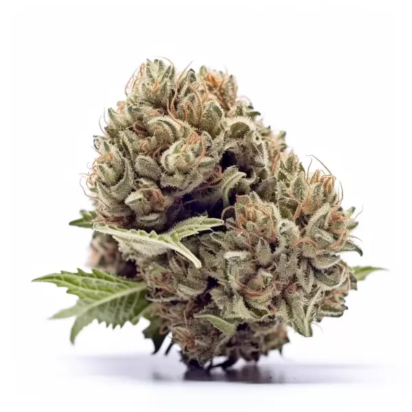 Ak 420 3 Auto-Samen