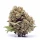 Ak 420 3 Auto-Samen