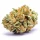 Amnesia Haze 3 Auto-Samen