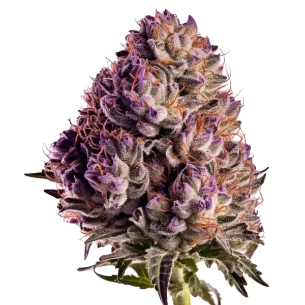 Blueberry 3 Auto-Samen