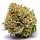 Critical 2.0 3 Auto-Samen