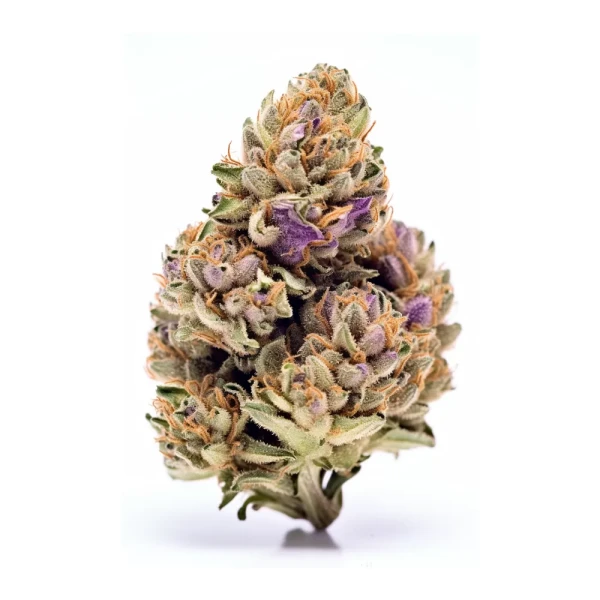 Gelato 41 3 Auto-Samen