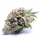 Gorilla Glue 3 Auto-Samen