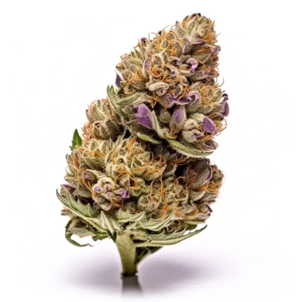 Mimosa Evo 3 Auto-Samen
