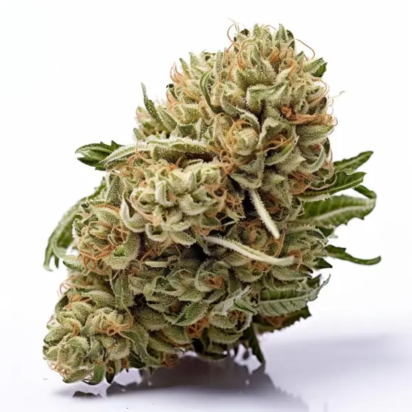 Northern Light 3 Auto-Samen