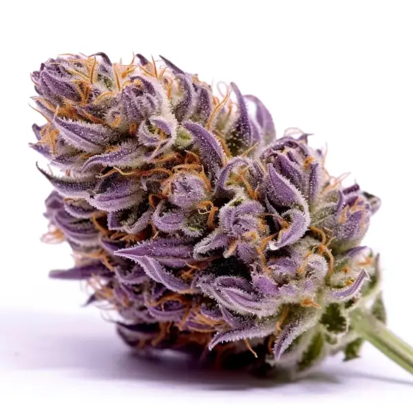 Purple Punch 3 Auto-Samen