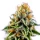 Sunset Sherbet 3 Auto-Samen