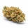Super Lemon Haze 3 Auto-Samen