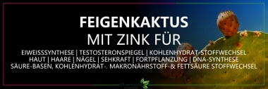 Nopal Zink für das Immunsystem